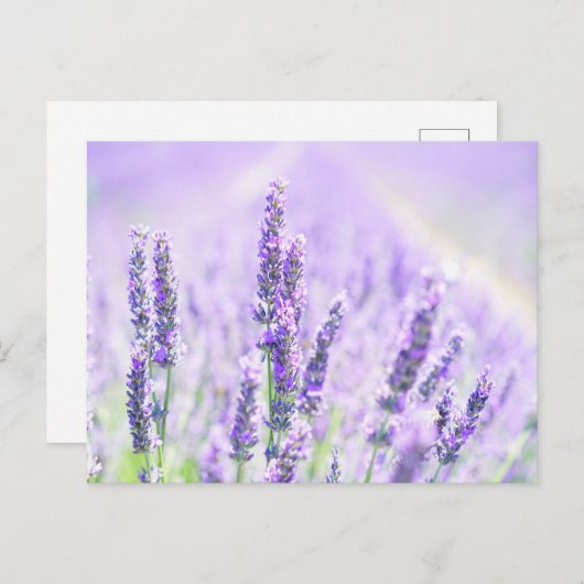 Summer Lavender Postkarte (Vorne/Hinten)