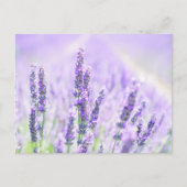 Summer Lavender Postkarte (Vorderseite)