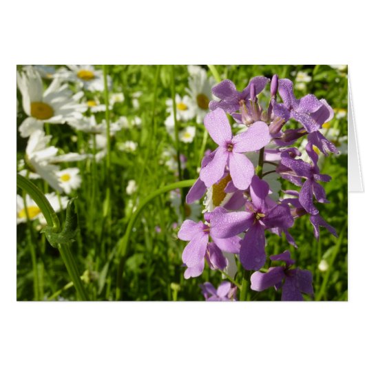 Summer Lilac und Daisies (Vorderseite (Horizontal))