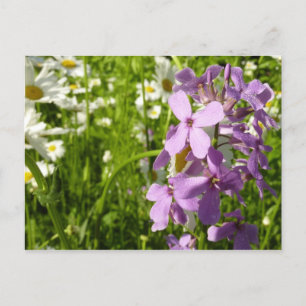 Summer Lilac und Daisies Postkarte