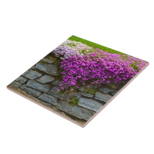 Summer Phlox Tile Fliese (Seite)