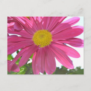 Summer Pink Blume Postkarte