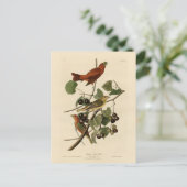 Summer Red Bird (Tanager) Audubon Birds of America Postkarte (Stehend Vorderseite)