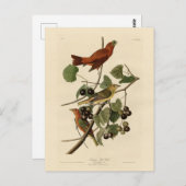 Summer Red Bird (Tanager) Audubon Birds of America Postkarte (Vorne/Hinten)