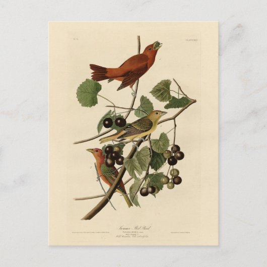 Summer Red Bird (Tanager) Audubon Birds of America Postkarte (Vorderseite)