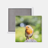 Summer Robin Magnet (Vorderseite/Rückseite)