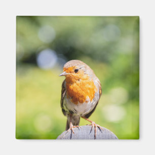 Summer Robin Magnet