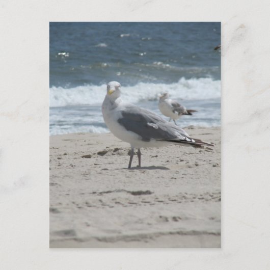 Summer Sea Gull Postkarte (Vorderseite)
