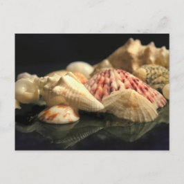 Summer Seashell Collection Postcard Postkarte