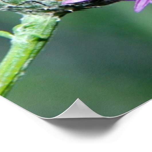 Summer Splendor Poster (Ecke)