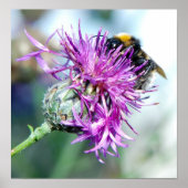 Summer Splendor Poster (Vorne)