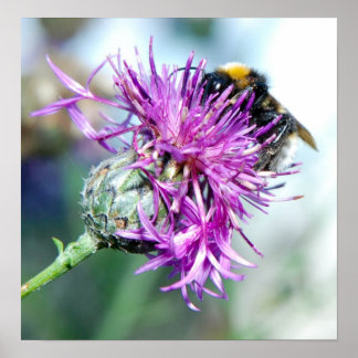 Summer Splendor Poster