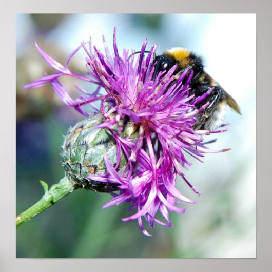 Summer Splendor Poster (Vorne)