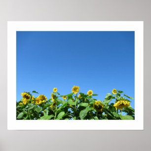 Summer Sunblumen Poster