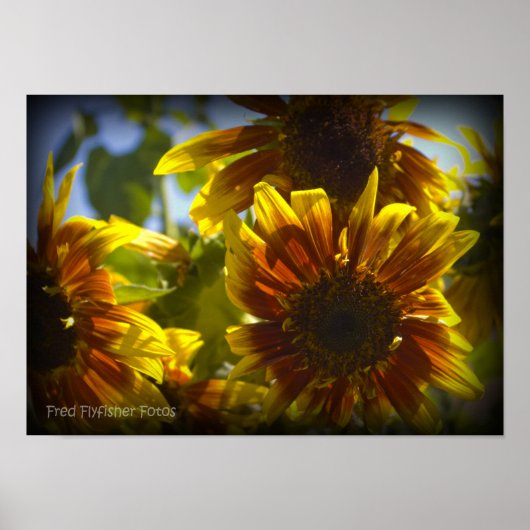 Summer Sunflower Black Vinette Poster (Vorne)