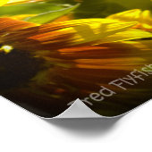Summer Sunflower Black Vinette Poster (Ecke)