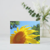 Summer Sunflower Postkarten Grüner Garten (Stehend Vorderseite)