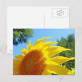 Summer Sunflower Postkarten Grüner Garten (Vorne/Hinten)