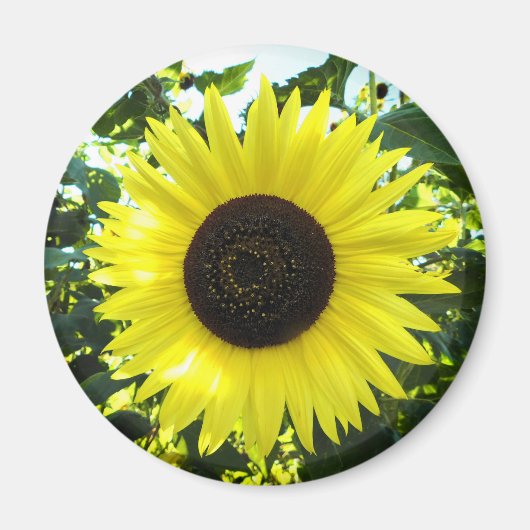 Summer Sunflower Round Magnet (Vorne)