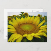 Summer Sunflower Series Postkarte (Vorne/Hinten)