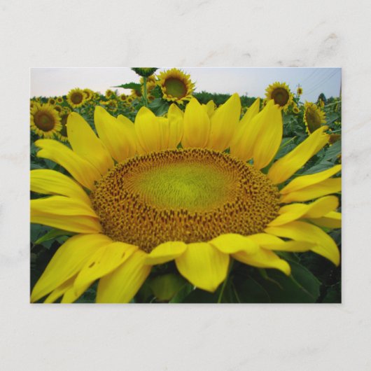 Summer Sunflower Series Postkarte (Vorderseite)