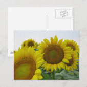 Summer Sunflower Series Postkarte (Vorne/Hinten)