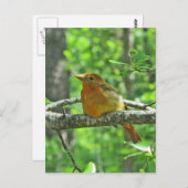 Summer Tanager (weiblich) Postkarte (Vorne/Hinten)