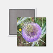 Summer Thistle Blume Magnet (Vorderseite/Rückseite)