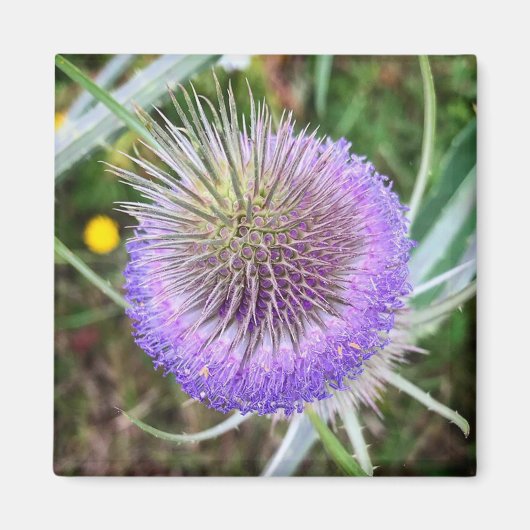 Summer Thistle Blume Magnet (Vorne)