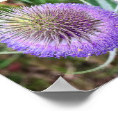 Summer Thistle Blume Poster (Ecke)