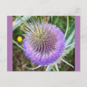 Summer Thistle Blume Postkarte (Vorderseite)