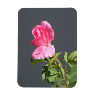 Summer Time Love... Magnet