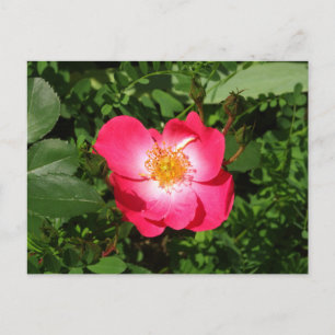 Summer Wild Rose Postcard, Winter Erinnerungen Postkarte