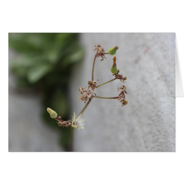 Summer Wish Weed (Vorderseite (Horizontal))