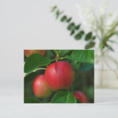Summerapfel Postkarte (Stehend Vorderseite)