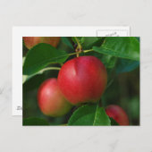 Summerapfel Postkarte (Vorne/Hinten)