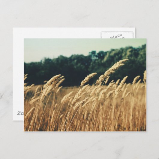 Summerfield Postkarte (Vorne/Hinten)