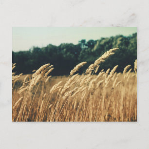 Summerfield Postkarte