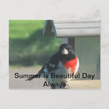 Summers Beautty