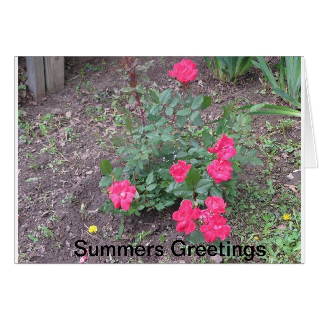 Summers-Liebe (Vorderseite (Horizontal))