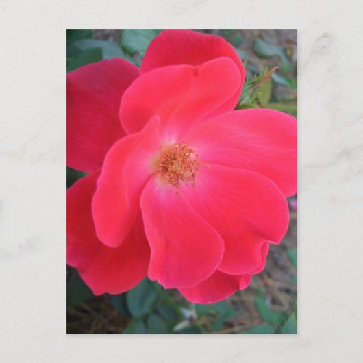 Summer's Rote Rose CricketDiane Designer Postkarte (Vorderseite)