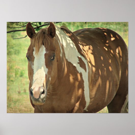 Summertime Shade Poster (Vorne)