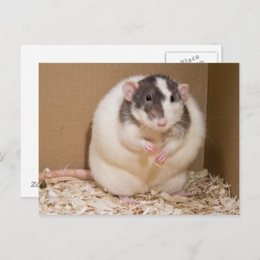 Sumo Postkarte (Vorne/Hinten)