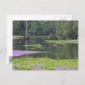 Sumpf auf lila Postkarte (Vorne/Hinten)