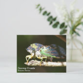 Sumpf Cicada Postkarte (Stehend Vorderseite)