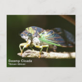 Sumpf Cicada Postkarte (Vorderseite)