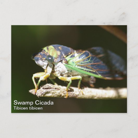 Sumpf Cicada Postkarte (Vorderseite)