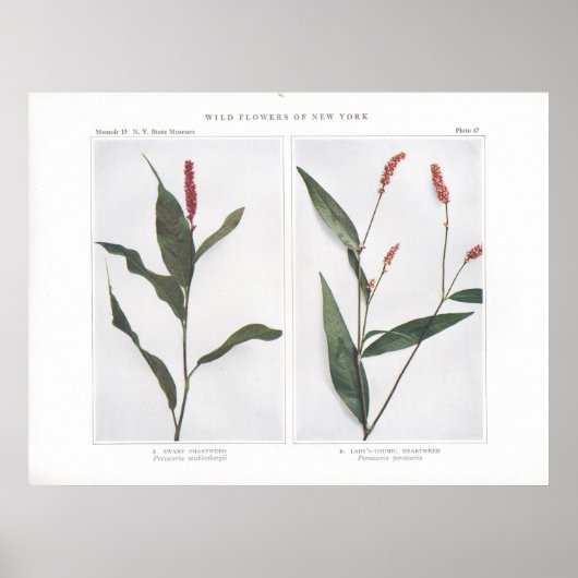 Sumpf Smartweed - Persicaria muhlenbergii Poster (Vorne)
