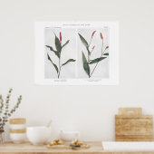 Sumpf Smartweed - Persicaria muhlenbergii Poster (Küche)