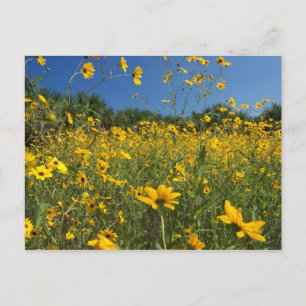 Sumpf Sonnenblumen Postkarte